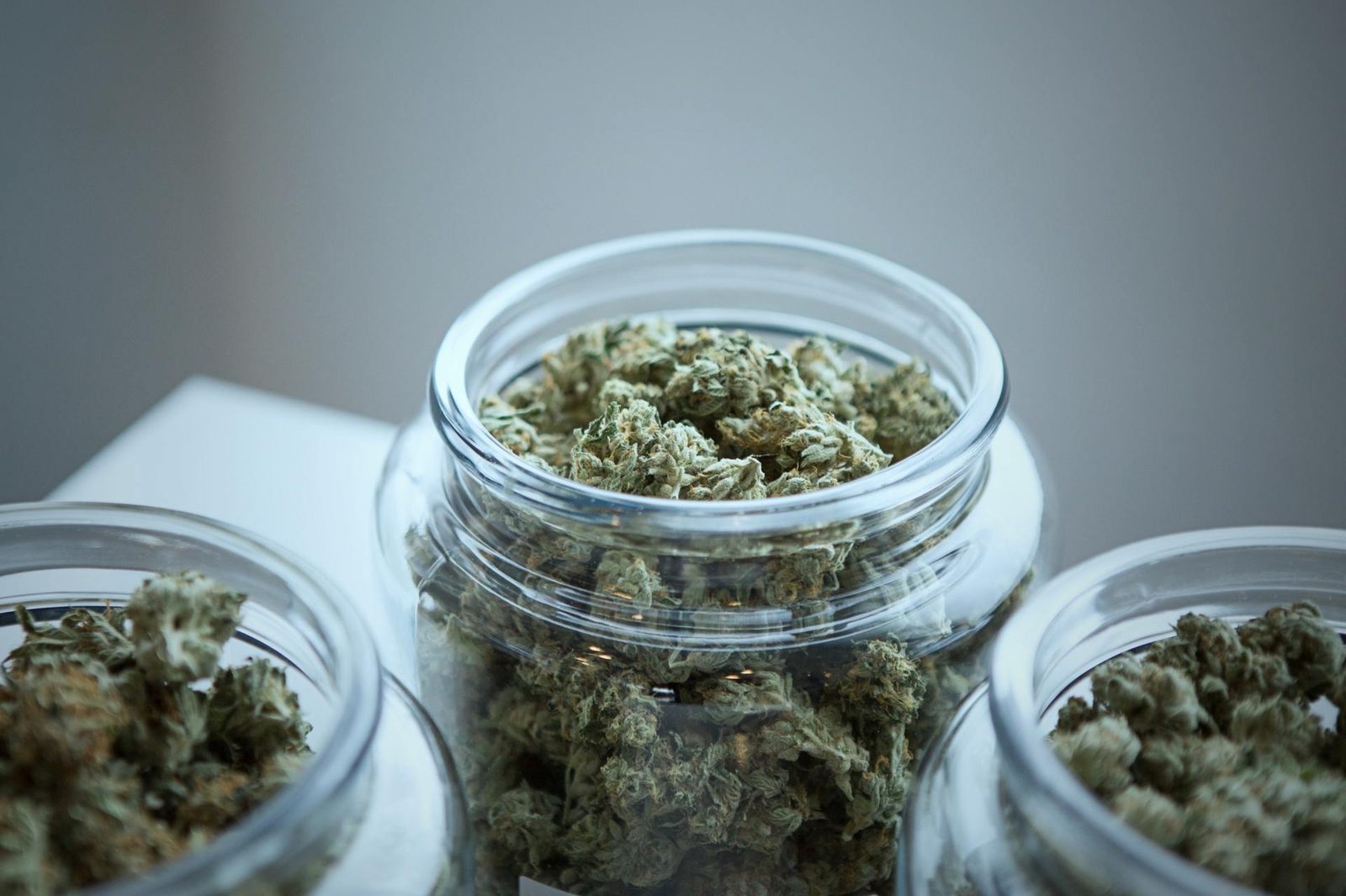 Indica, Sativa, and Hybrid: What's the Difference?
