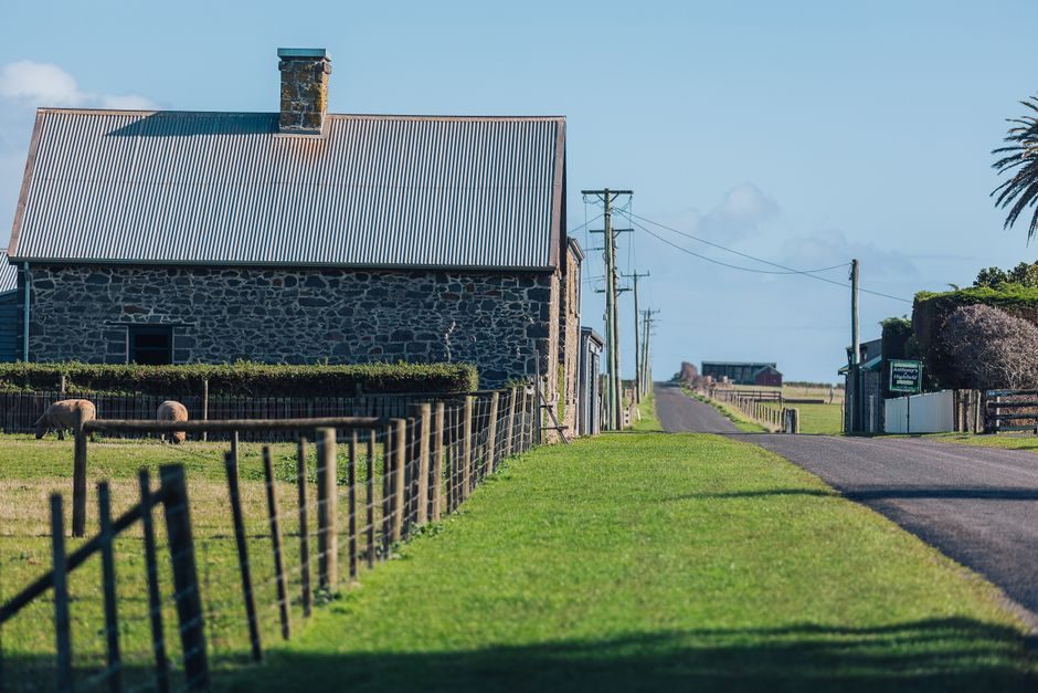 Boy, 11, Breeding Hampshire Down Heritage Sheep in NSW