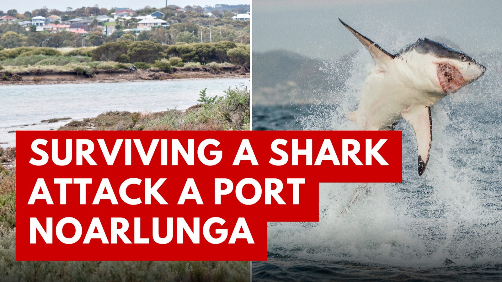 Surviving a Shark Attack at Port Noarlunga: A Survivor's Harrowing Account and Expert Insights