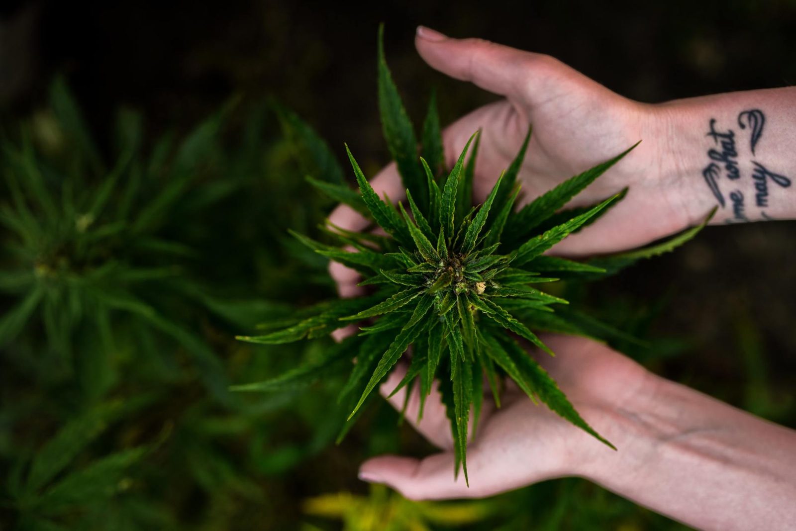 types of cannabis