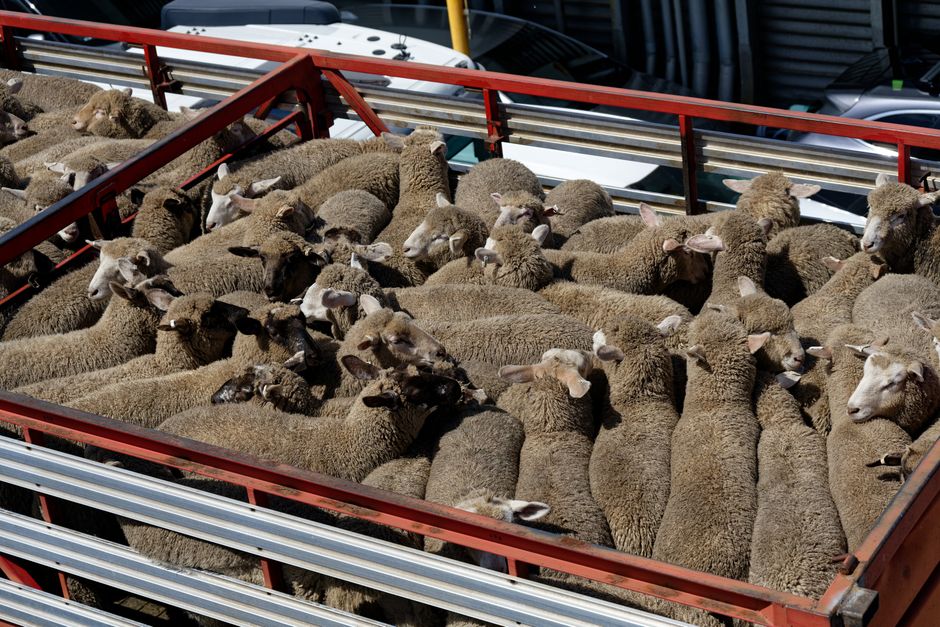 About 5,500 Sheep Worth $1.7 Million Stolen from Queensland Property Near Blackall
