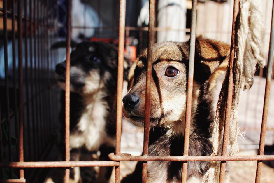 Aussie Couple Launch $20,000 GoFundMe to Bring Bali Rescue Puppy to Australia
