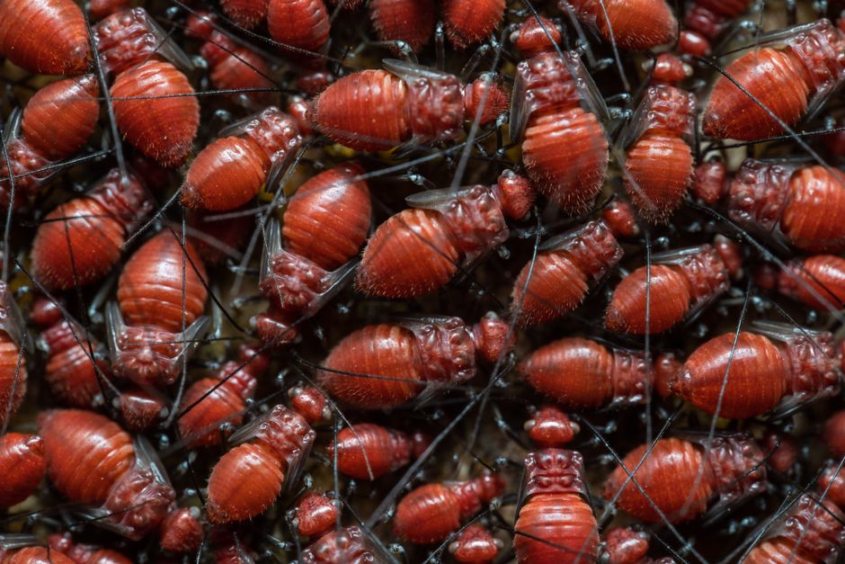 High-resolution close-up image of a swarm of red insects clustered together.