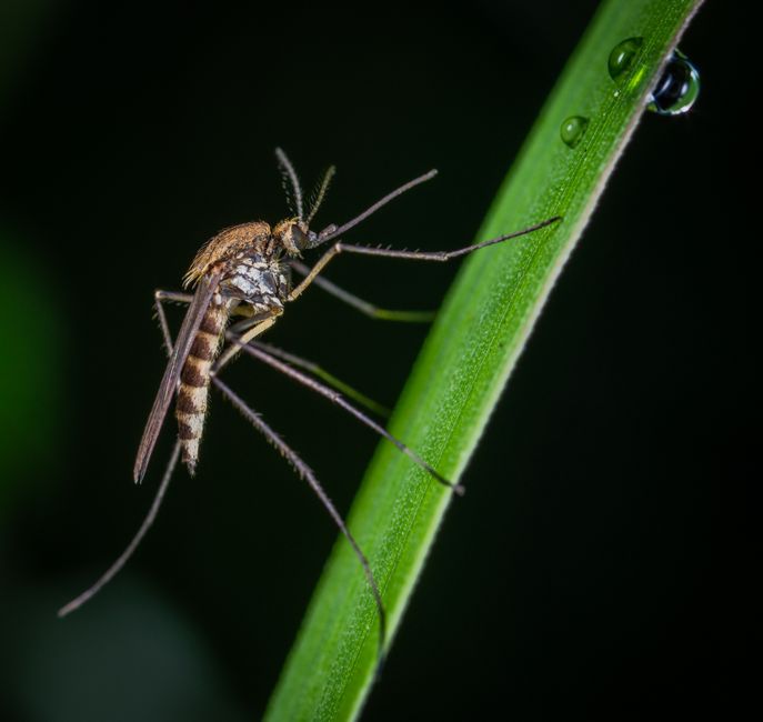 Macro shot of a mosquito perched on a dewy green leaf, highlighting insect details.