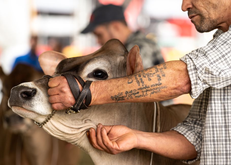 Ekka 2026: Inside the hidden rooftop village where cattle families call home during the Royal Queensland Show