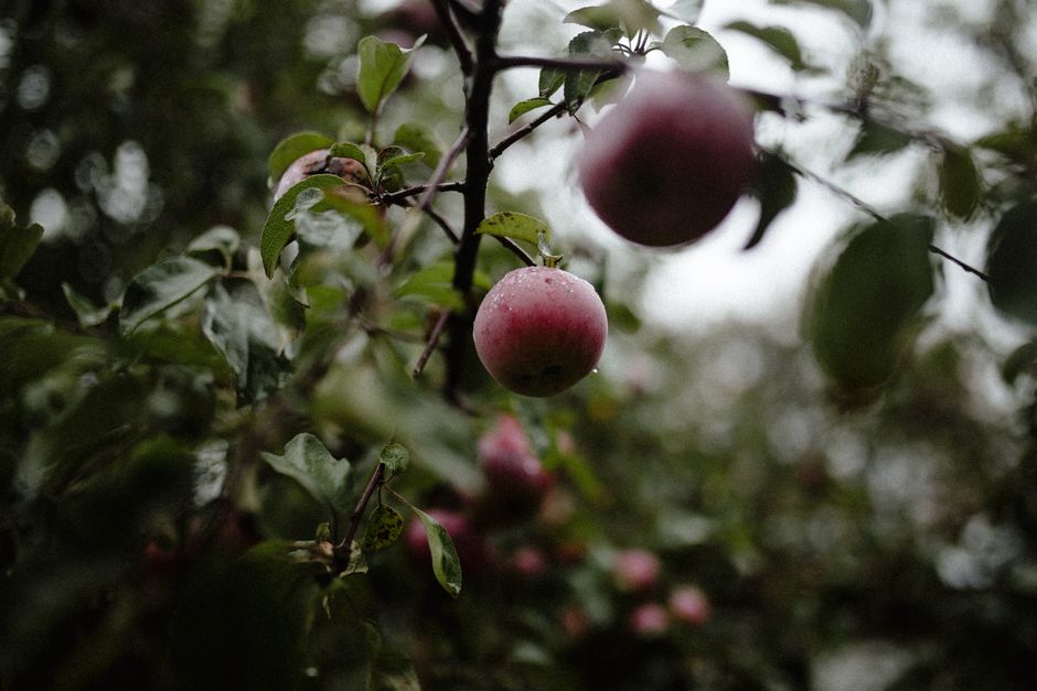 Farmer Wants A Wife couple David and Emily McMahon launch French-inspired wedding venue on their Queensland apple orchard