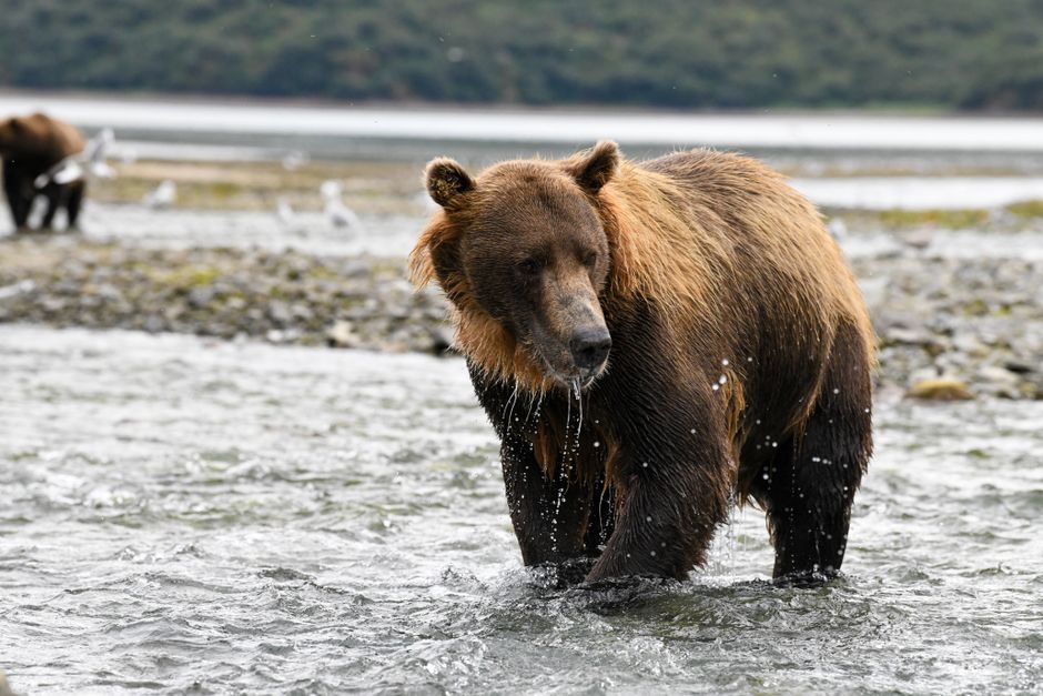 Brown bear wading through river in Katmai National Park, Alaska, capturing wildlife essence.