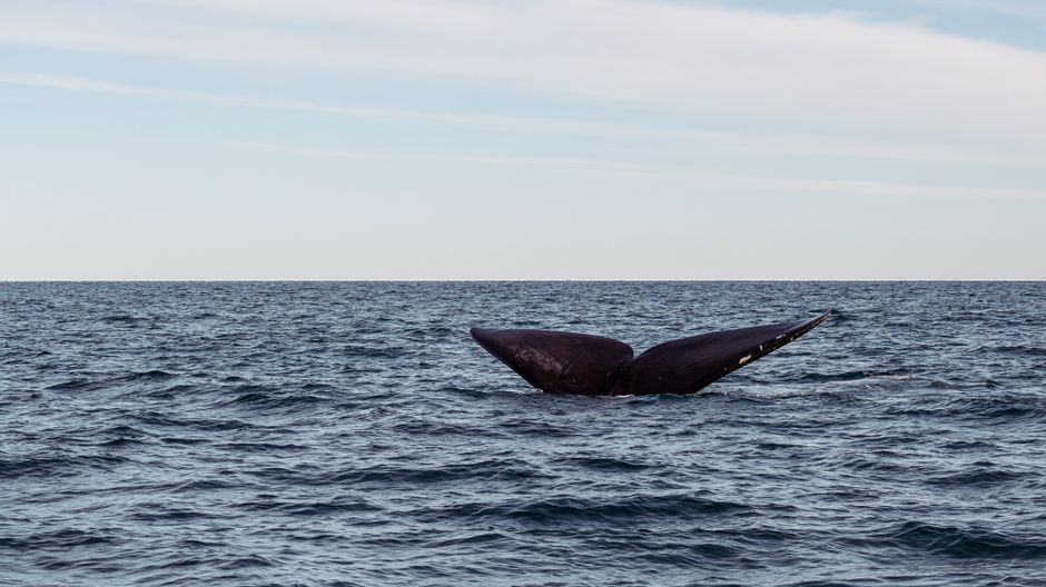 Fears Grow for Juvenile Whale Stranded in WA's Peel-Harvey Estuary