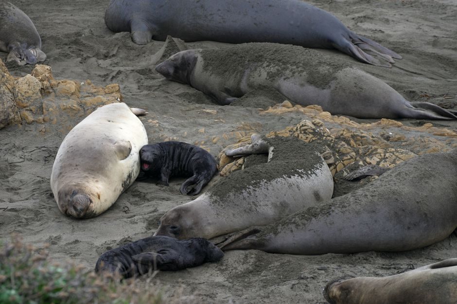Neil the Seal Causes Chaos at Tasmanian Petrol Station