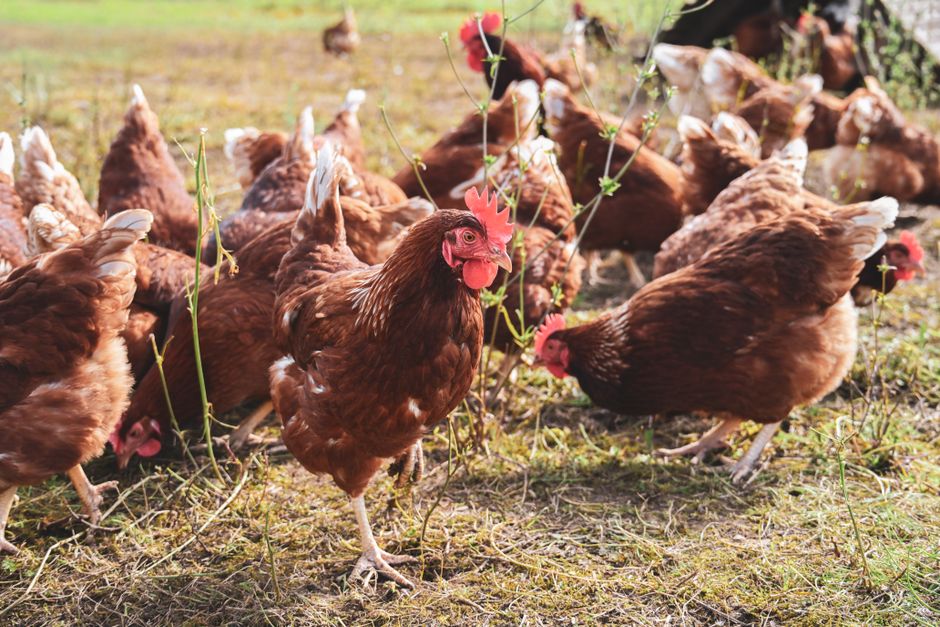 Free-Range Egg Production Under Threat as Bird Flu Biosecurity Measures Force Hens Indoors