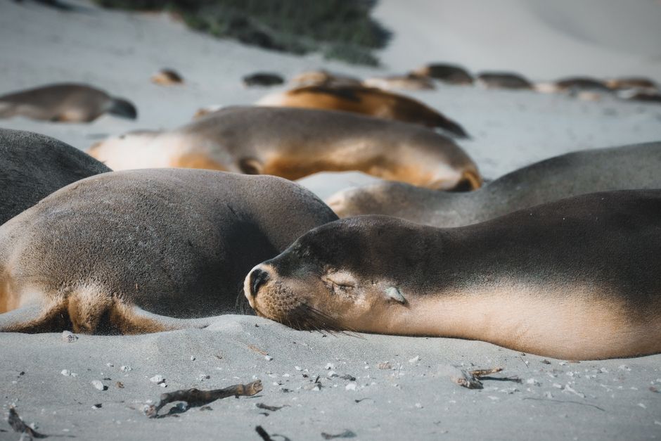 H5N1 Bird Flu Confirmed on Kangaroo Island, Putting Endangered Australian Sea Lion Colony at Risk