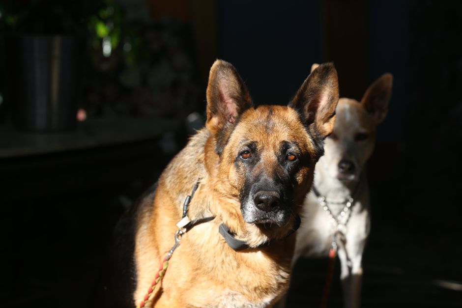 Jacob Elordi and Ridley Scott on working with a star dog