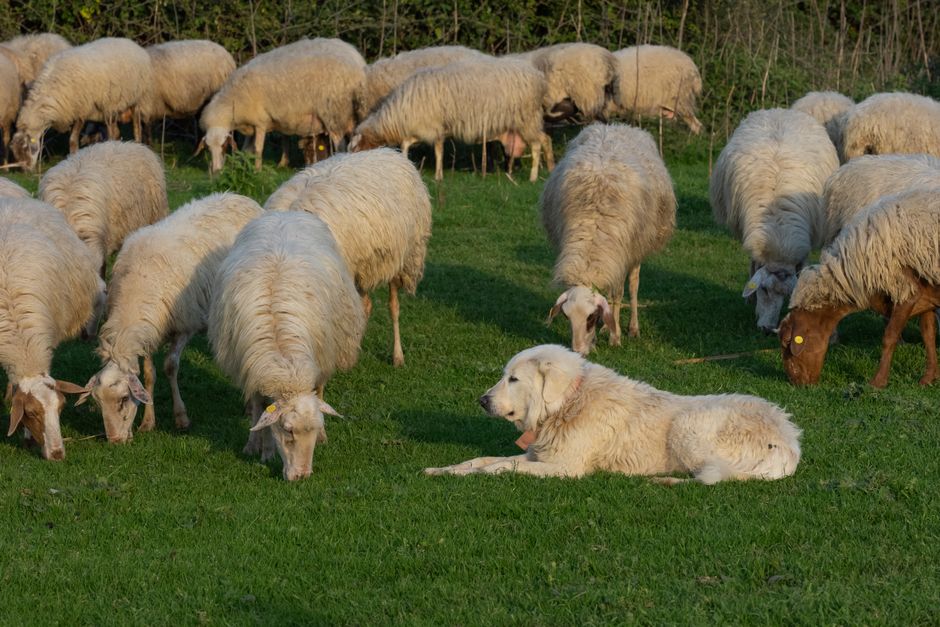 Maremma Dogs: The Italian Breed Helping Australian Farmers Protect Their Livestock