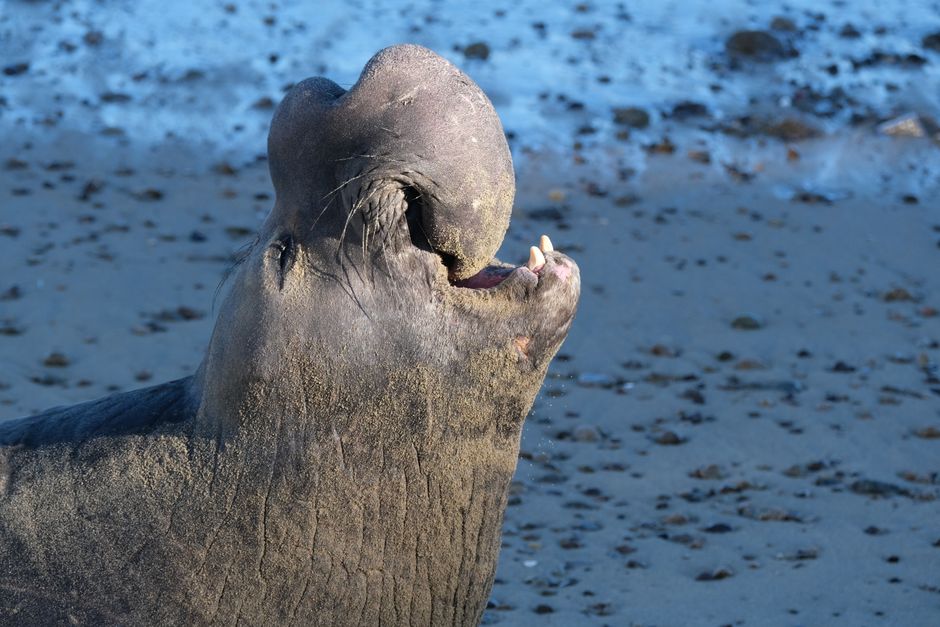 Neil the Seal returns to sea after weeks of chaos on Tasmania's streets