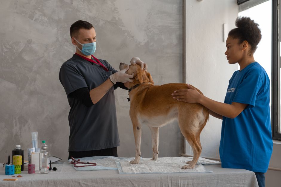 Queensland beagle sisters Scooter and Jada rushed to emergency vet after devouring 1.1kg packet of snake lollies