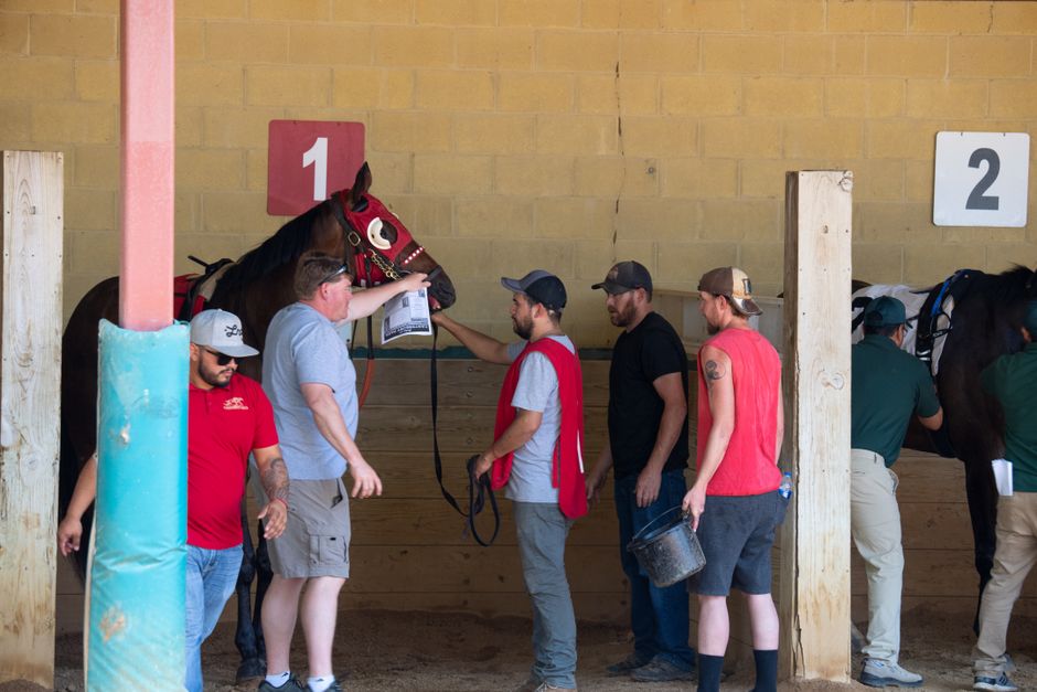 Team of men preparing racehorses in paddock before the competition starts.