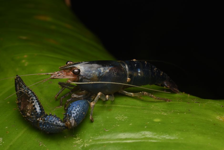 Close-up of a vibrant blue crayfish with pincers, resting on a green leaf.