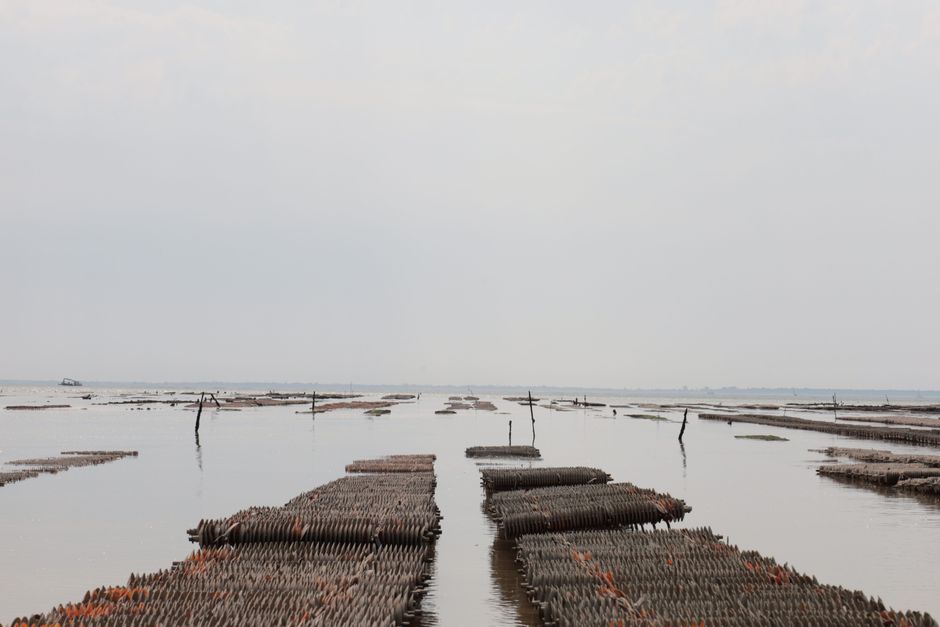 Thieves Steal 400,000 Oysters Worth $350,000 from NSW Oyster Farmer in Targeted Heist