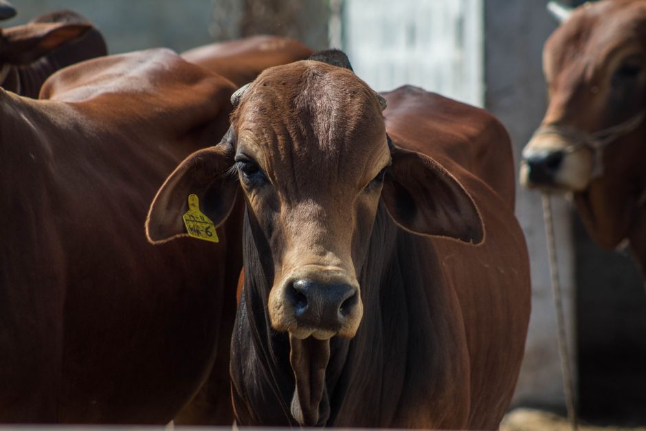 Tourism body slams 'disgraceful' price gouging on Rockhampton accommodation ahead of Beef Australia 2027