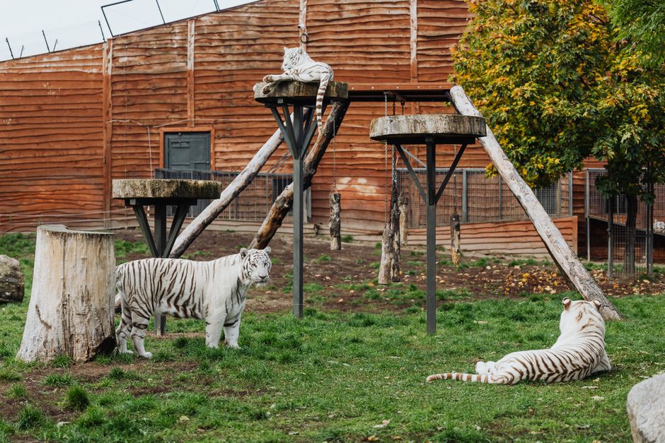 Three majestic white tigers relax and explore in their zoo habitat with wooded structures.